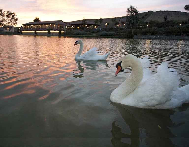 il-lago_015-2-768x600